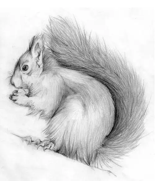 松鼠-素描图集图片_儿童素描_少儿图库_中国儿童_绘图吧-学画画-画画
