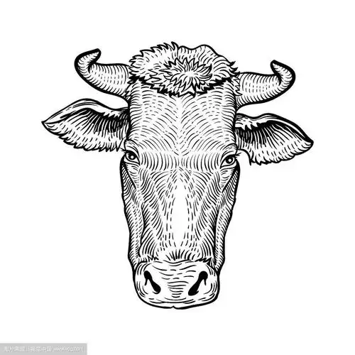 牛头在图形风格手绘