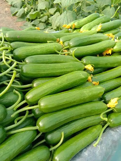 水果黄瓜,基地自种