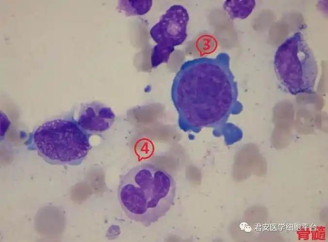 看图识细胞第72期