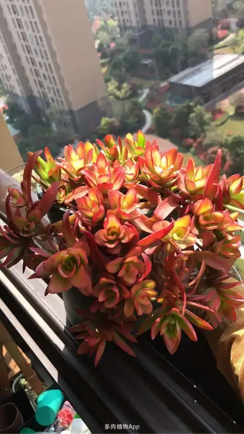 火祭的徒长史表情17