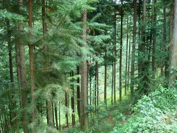 常见的乔木,小乔木和花灌木的名称和图片有哪些?