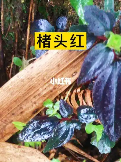 楮头红也叫风柜斗草养肝罗先生穿破石煲汤喝的功效养肝罗先生查看更多