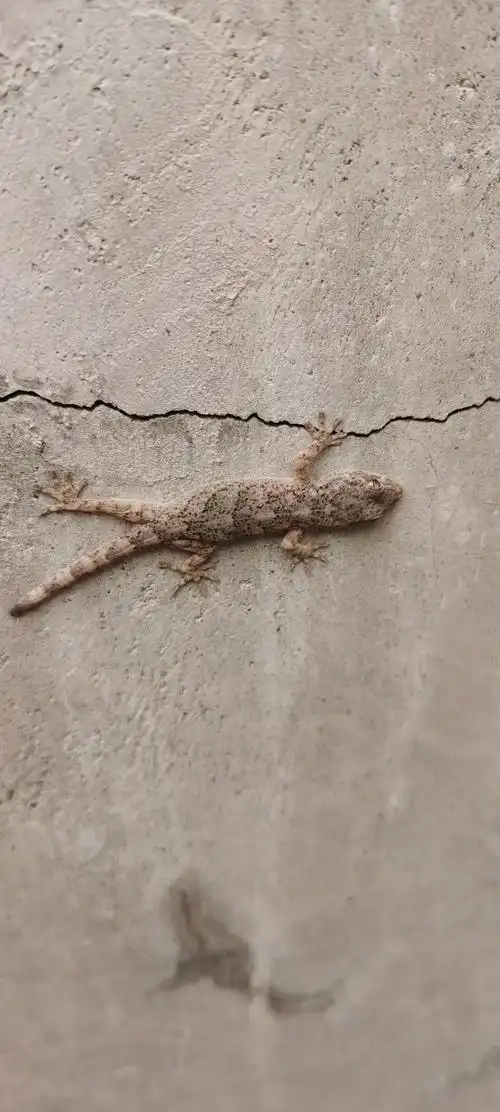 小壁虎好可爱,拍了两张就跑没影了