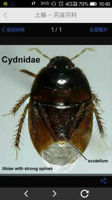 家里面有好多青草味的圆形虫子是什么虫. 这是什么虫