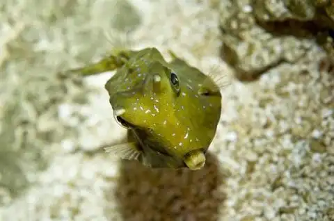 如花,你怎么变成了鱼,十大超怪异海洋生物之——长角牛鱼