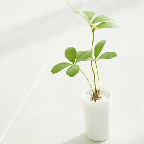 清新淡雅盆景头像