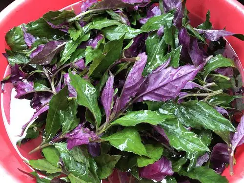 原创红凤菜炒豆豉鲮鱼