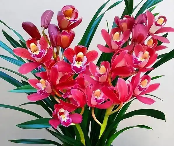 因为兰花那特殊的气质和高雅的气息,是独一无二的,也是其他花卉植物