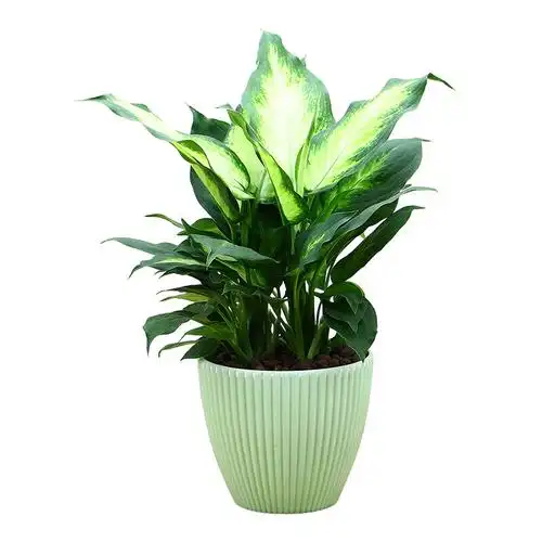 满城花花叶万年青花叶万年青银皇后盆栽花卉室内桌面植物万年青一颗