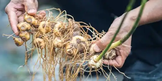 谷医堂人参牡蛎膏精选10味原材奉上一料好膏