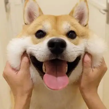 可爱萌宠qq头像高清好看的可爱萌宠头像图片精选