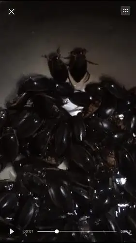 有图慎入 有人吃过这种大黑虫子吗