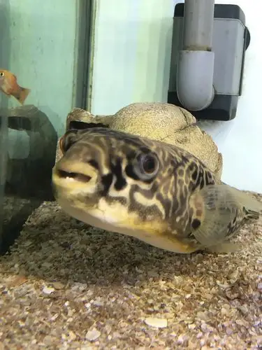 来看看河豚的牙口有多好慎入