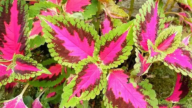 更厉害的三色叶子