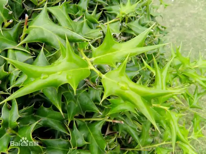 八角刺网上植物园张榆