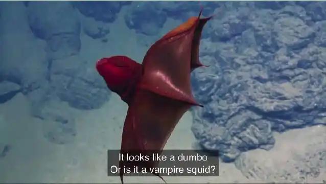 吸血鬼乌贼幽灵乌贼vampyroteuthisinfernalis