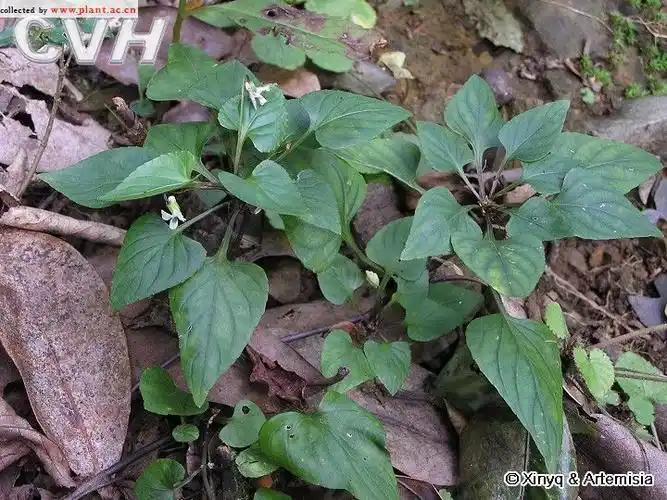 三角叶堇菜viola triangulifolia w. beck.