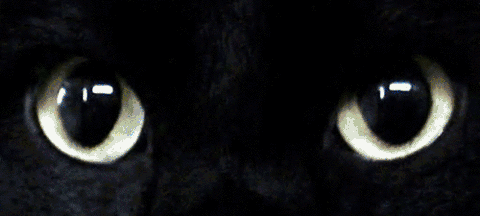 黑猫是魔鬼的化身?看过它的样子你就知道了!