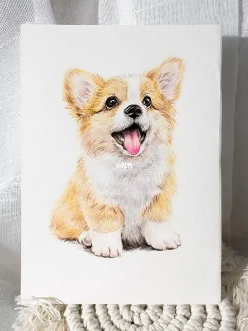 彩铅有手就会系列之柯基小狗