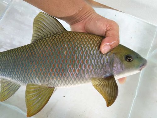 桂华鲮沉香鱼工具鱼除藻原生冷水观赏鱼活体清洁鱼青衣孟加拉包活