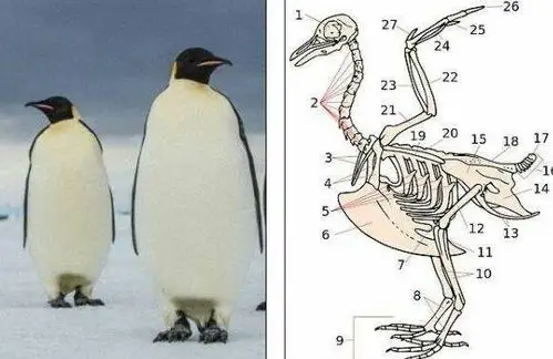 左图为帝企鹅,右图中的8为企鹅的跗跖骨