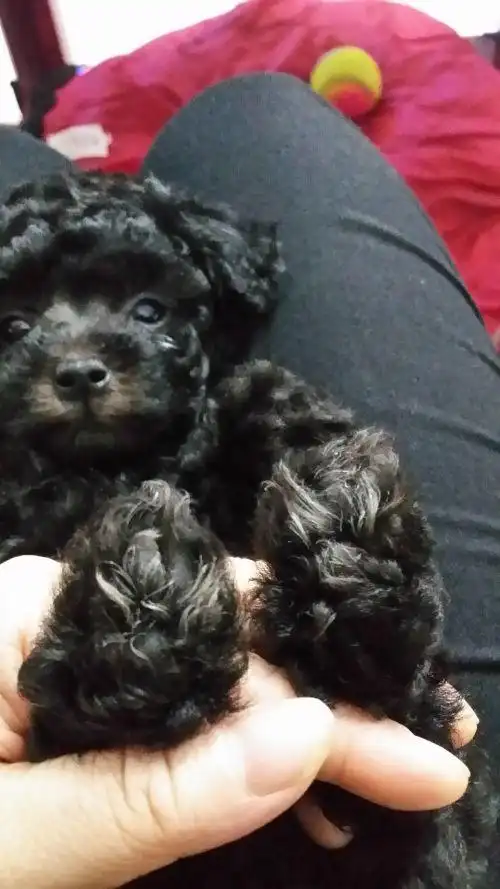 2个月的灰泰迪返灰很,有没有大师知道这是不是灰泰迪呀