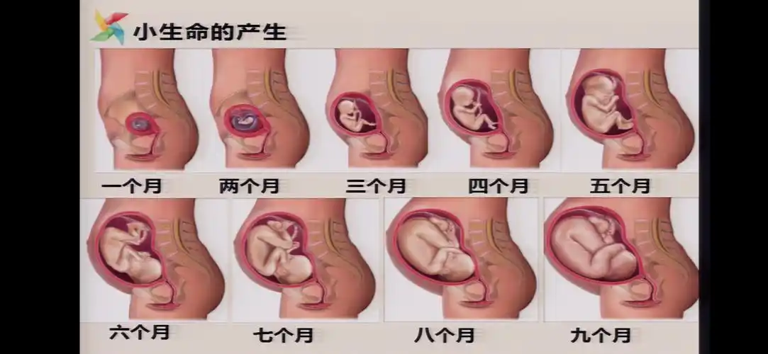 孩子在妈妈子宫里的样子.