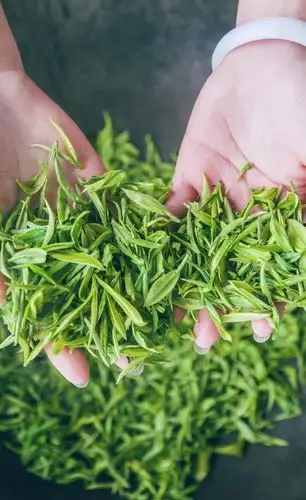 峨眉雪芽飘雪隆重上市