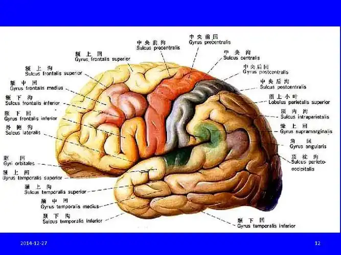 大脑结构与功能ppt