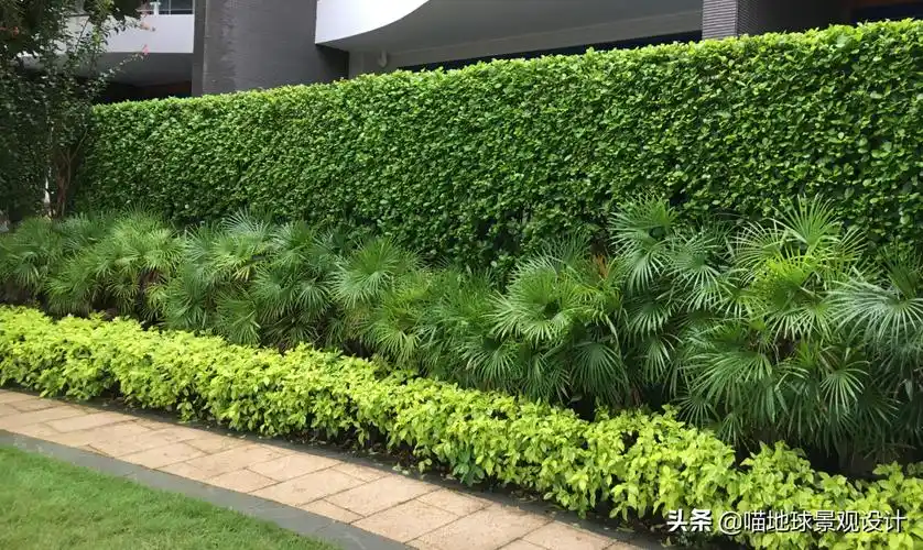 什么是绿篱(22种私家庭院常用的围墙绿篱图片)