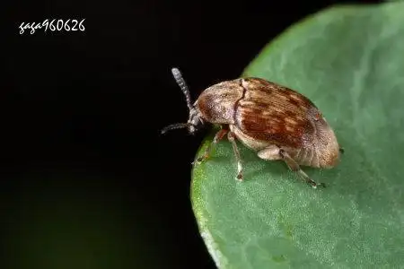 家里出现虫子 黑色的 有触角 有翅膀 小小的 有图!烦死了