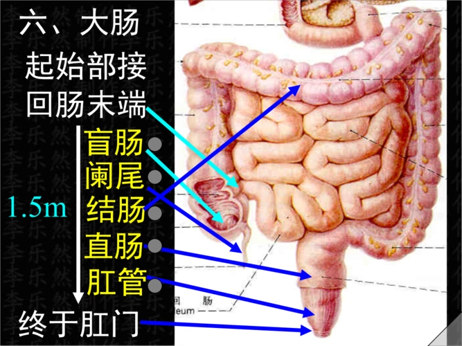 系统解剖学课件2大肠.ppt
