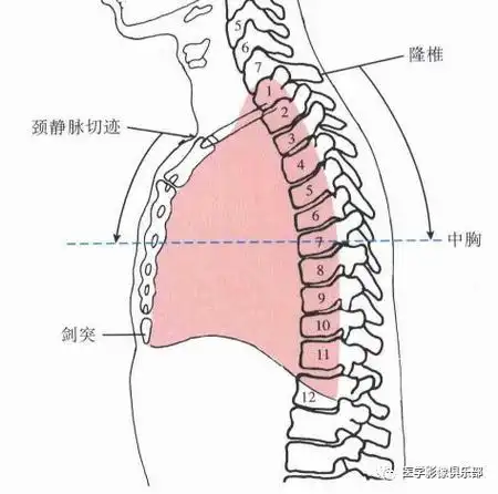 13,胸7椎体:平胸骨体中点,肩胛下角;位于颈静脉切迹下8-10cm,或颈静脉