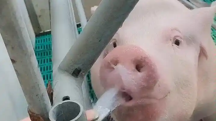 我有你女朋友你喝水的视屏