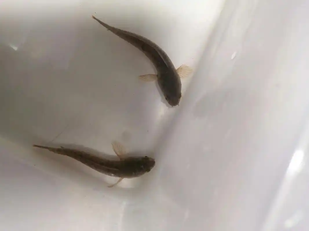 帮我分一下公母.家人们帮我分一下这8cm酒红雷龙的公母,我感 - 抖音