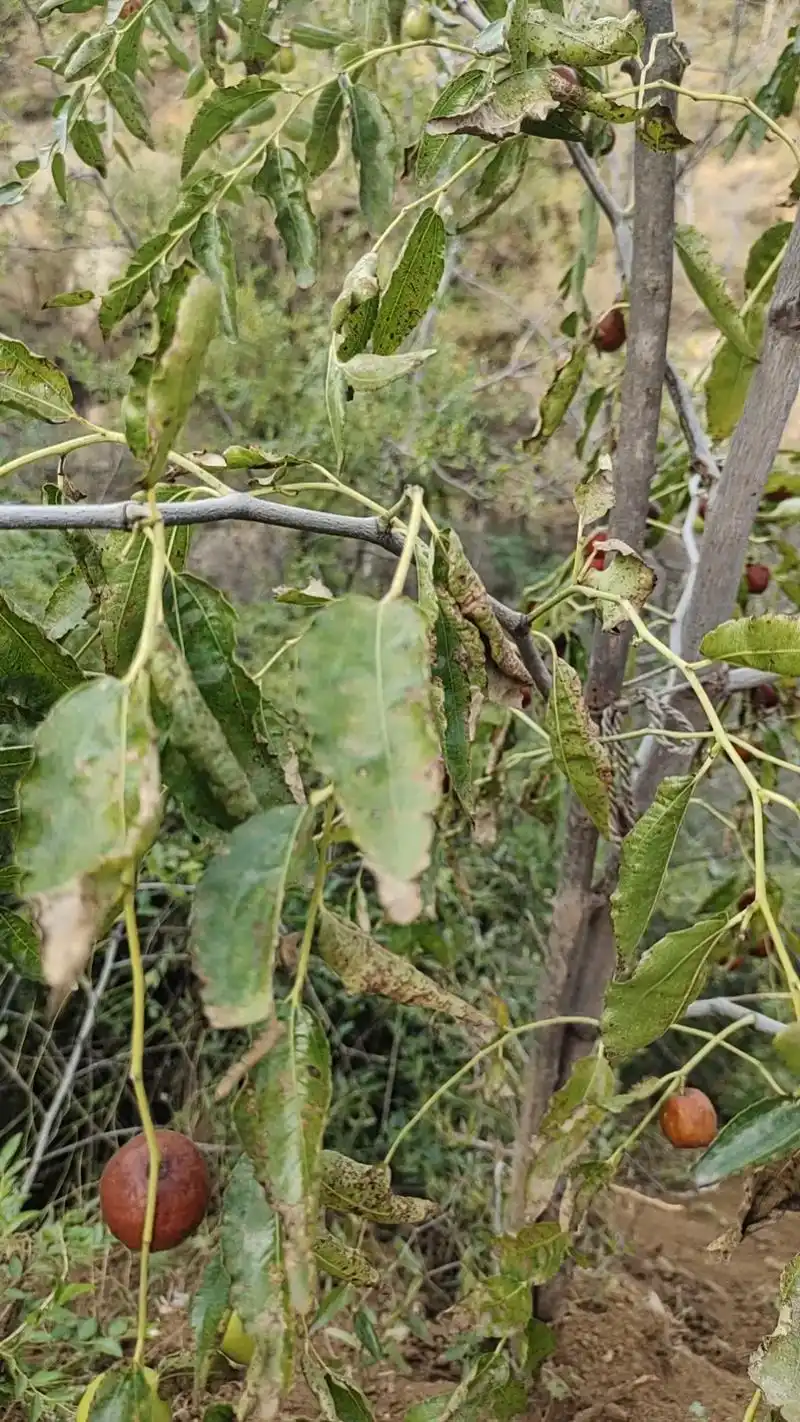 果园管理植物病害:斑点落叶病 又称褐纹病. 症状:主要为害展 - 抖音