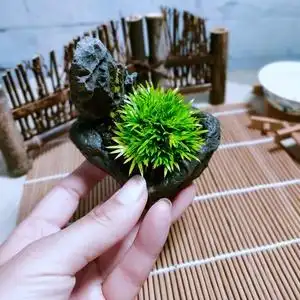 新品菖蒲极姬天鹅绒茶几桌面绿植创意盆景假山水附石古典枯山植物