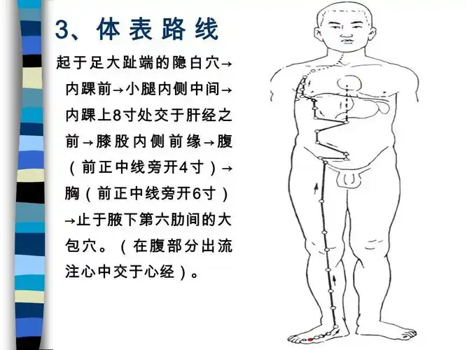 足太阴脾经 the spleen meridian of foot-taiyin (sp). 目的要求 1 ,
