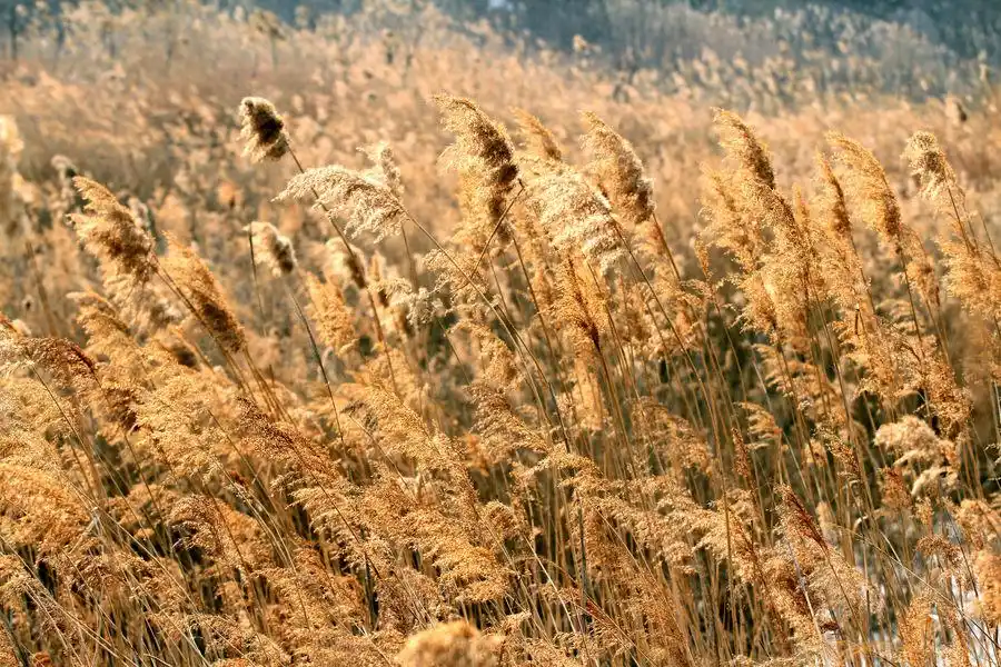 芦苇荡图片_芦苇荡花高清图片大全