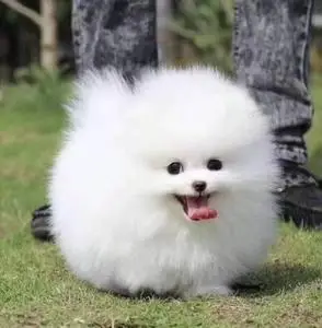 花花名犬基地淘宝纯种泰迪幼犬茶杯犬长不大的泰迪狗贵宾犬活体家养