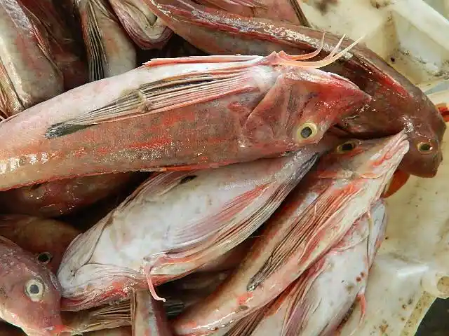 红角鱼批发,供应,配送-中国石油天然气总公司地调一处虚拟街信息网-大