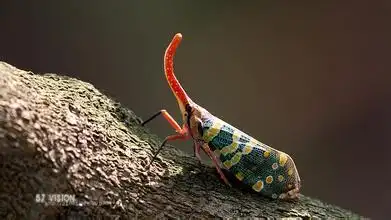 全身彩色,有一部分像天牛,有有点像蝈蝈不过脚比较多,前脚和蝗虫有点