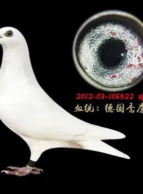 信鸽种鸽赛鸽成绩鸽