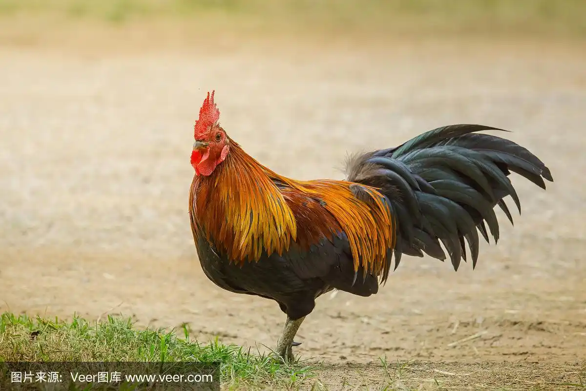小矮脚鸡的特写,美丽多彩的公鸡