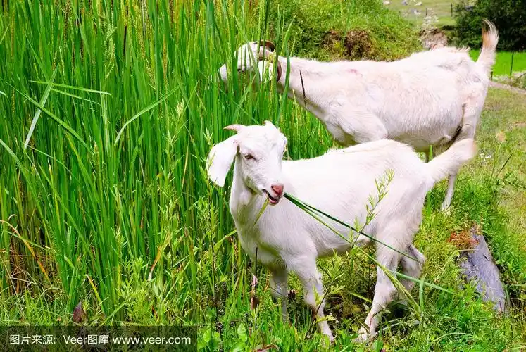 山羊吃草