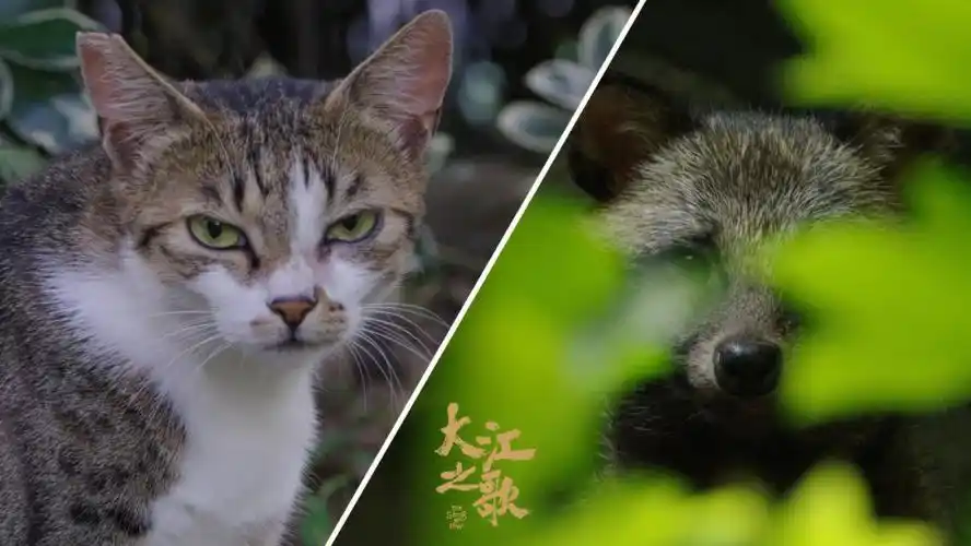 动物海选丨是什么让貉在人类空档期落户城市