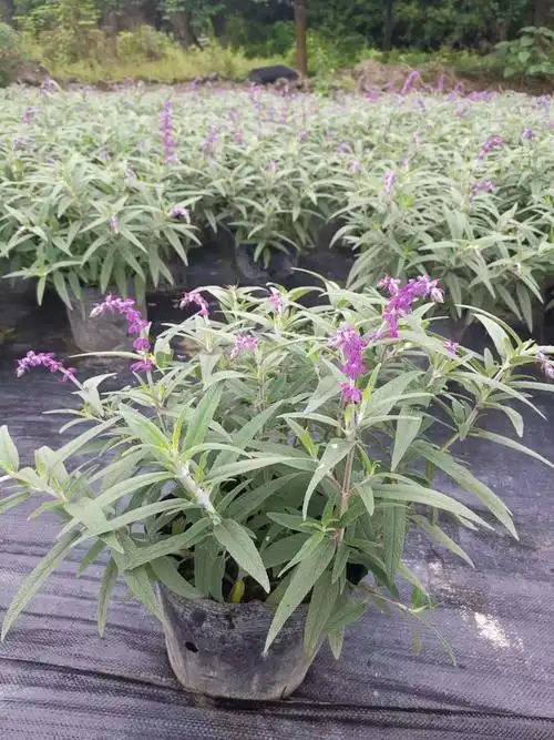 鼠尾草工程苗批发基地价格是053元的哦