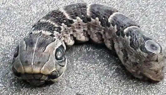 女子在家发现"巨型毛毛虫", 好奇走近看一眼, 当场吓得话说不出