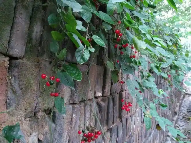 山上一种爬墙的植物结一串串红色的果子